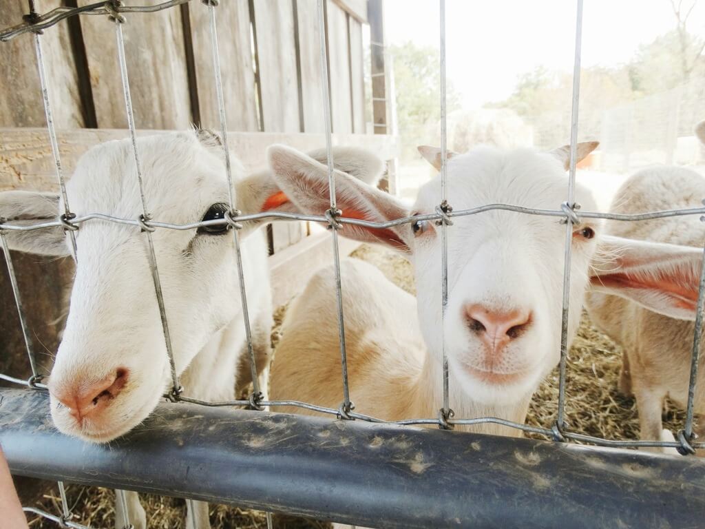 Petting Zoo image