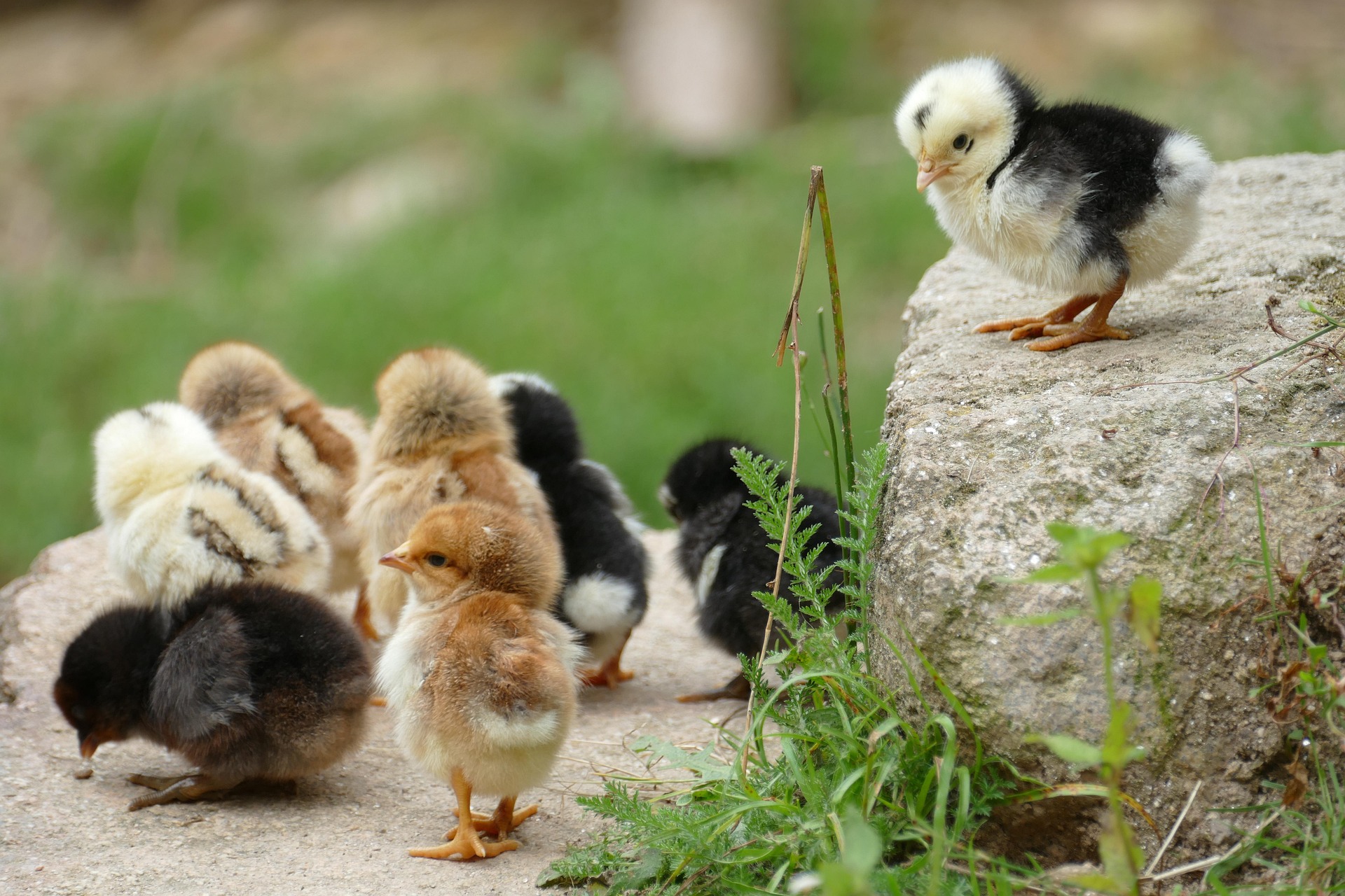 chicks