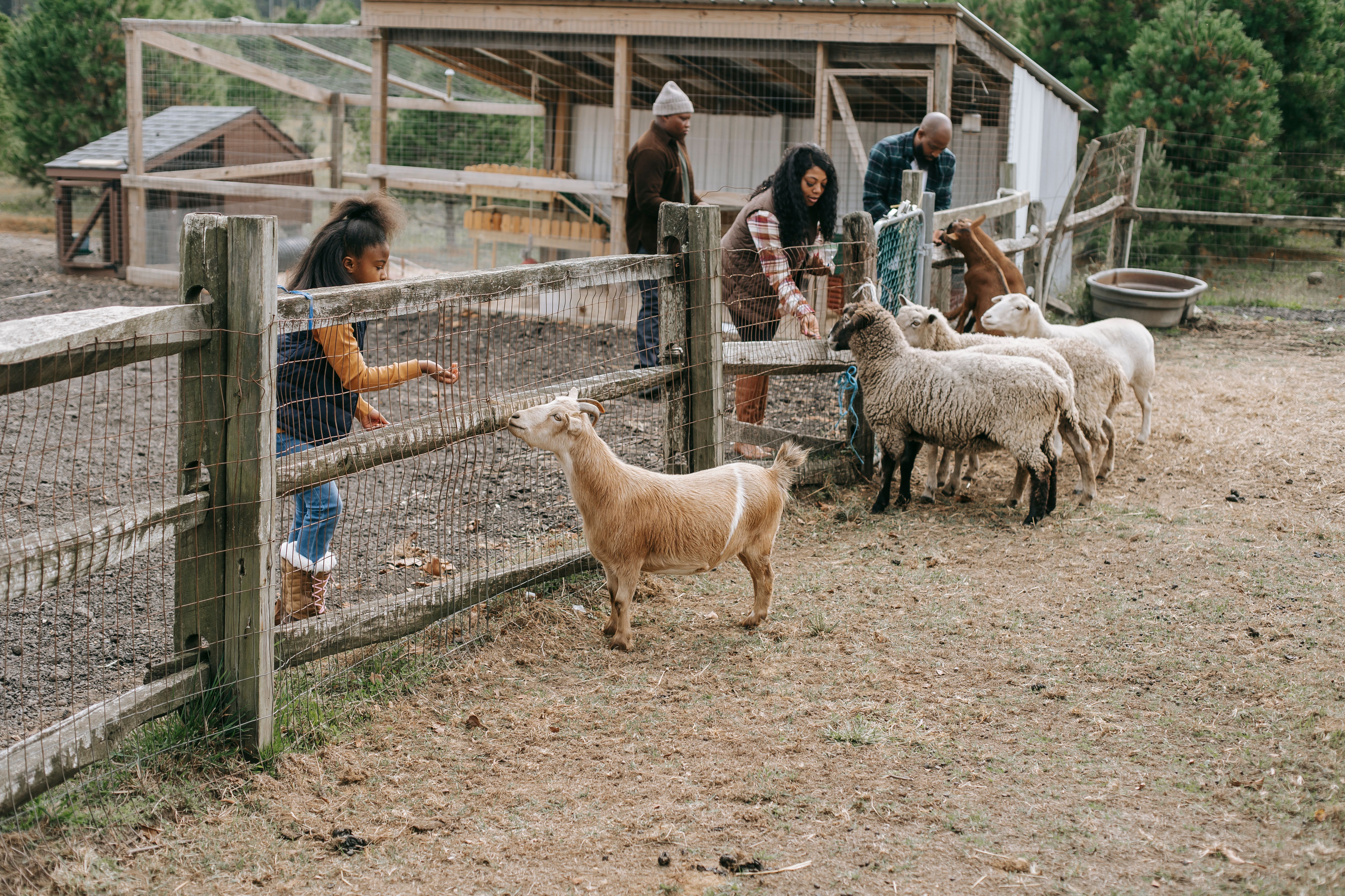 feeding sheep