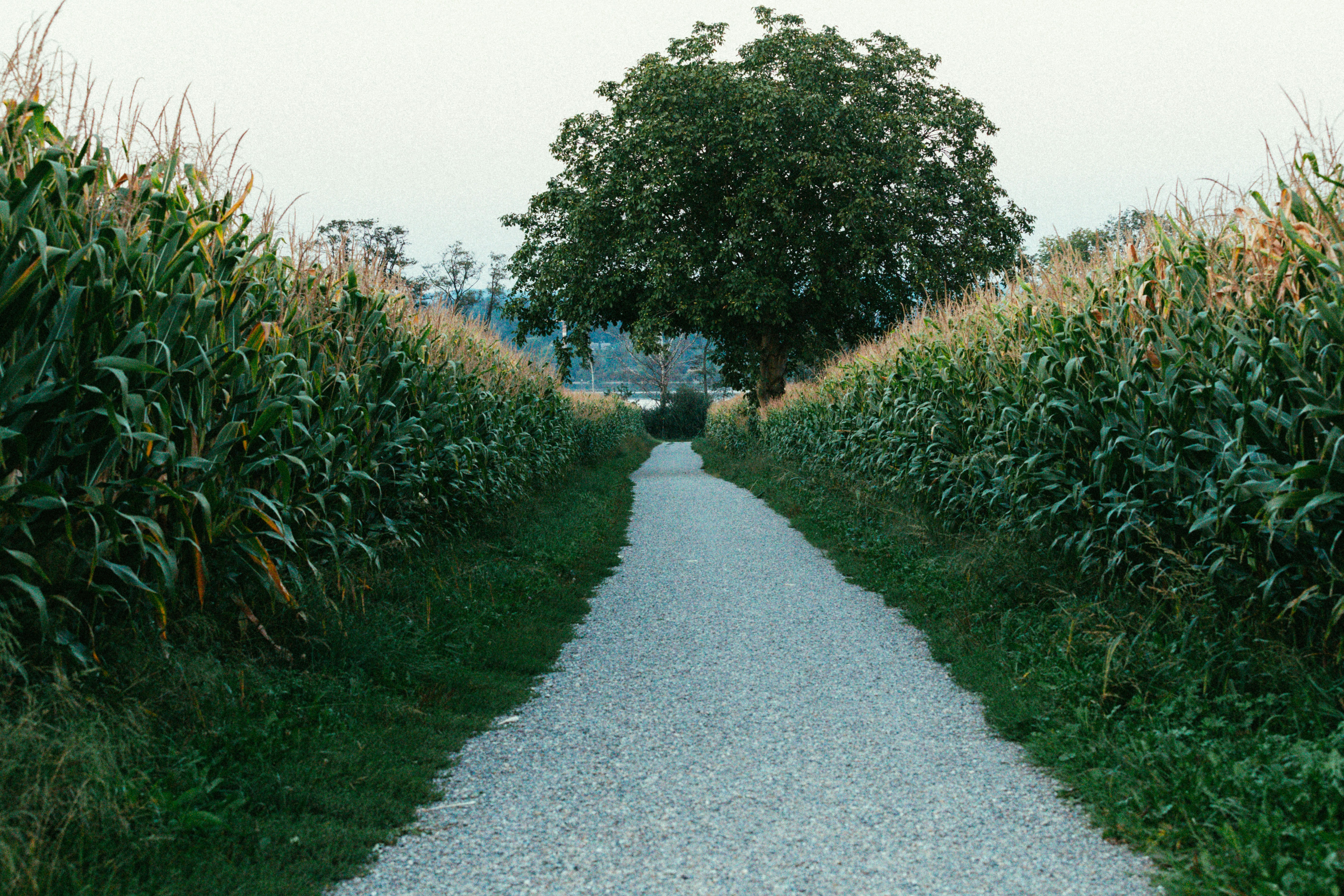 field to walk