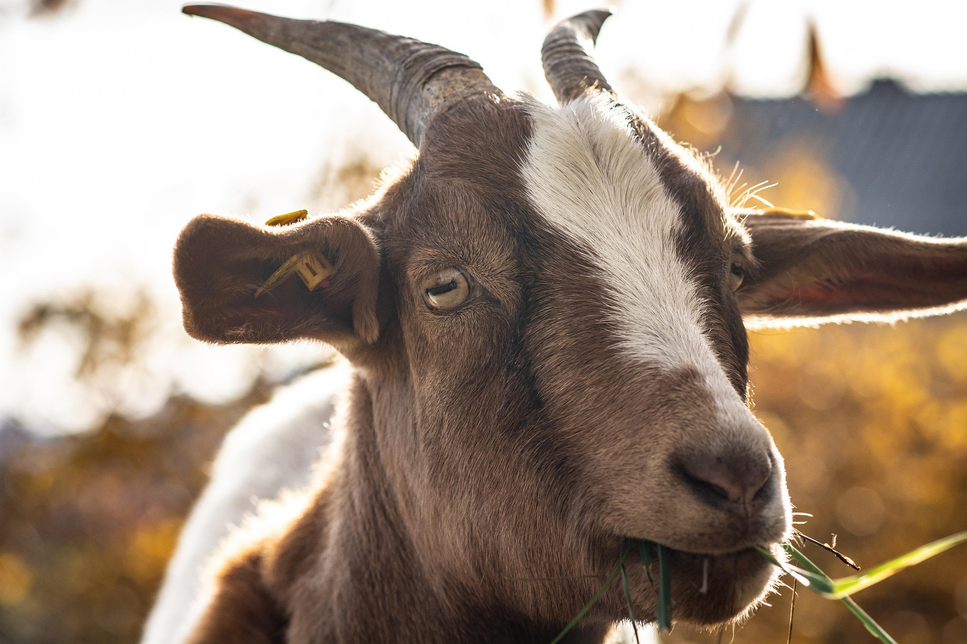 goat