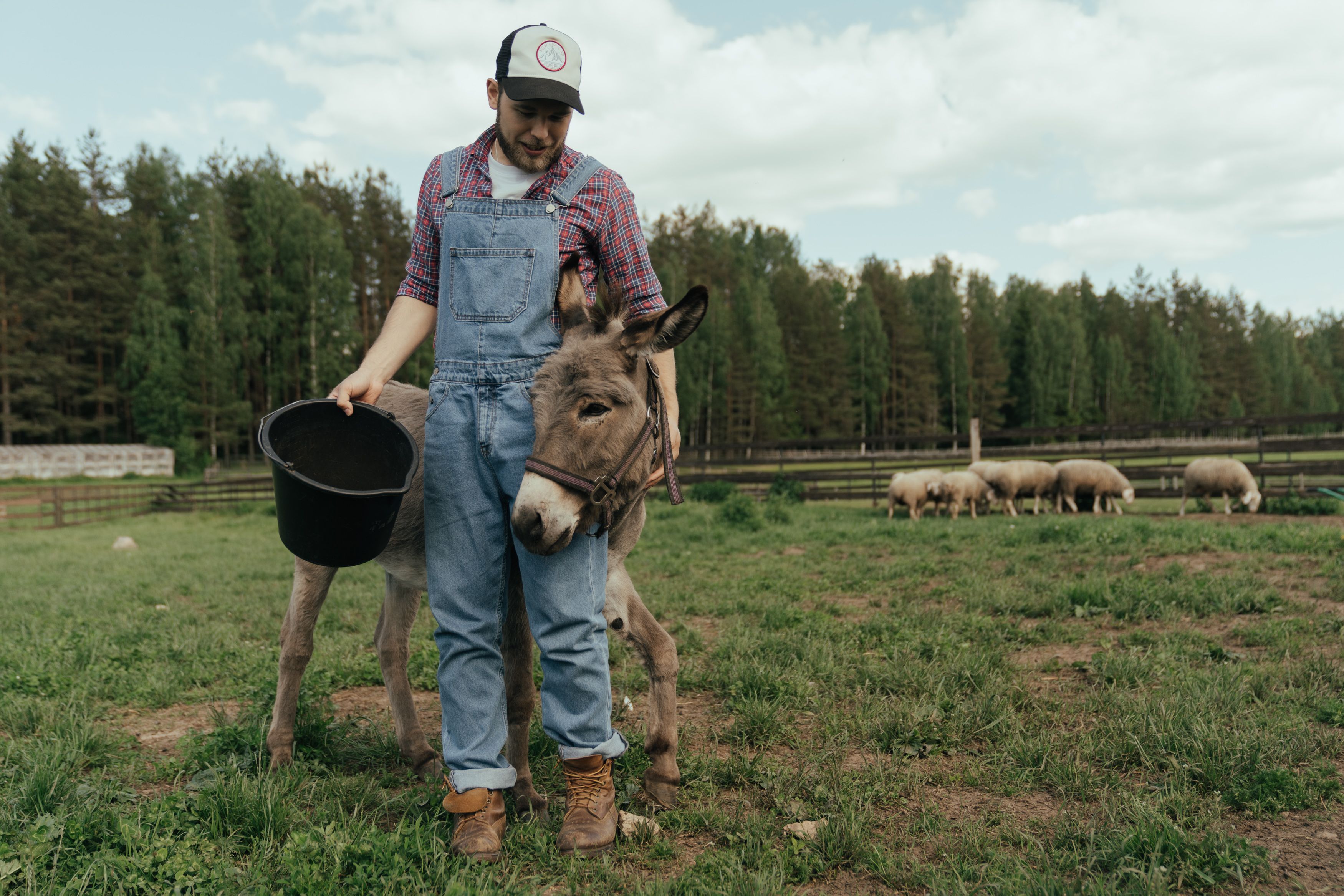 petting donkey