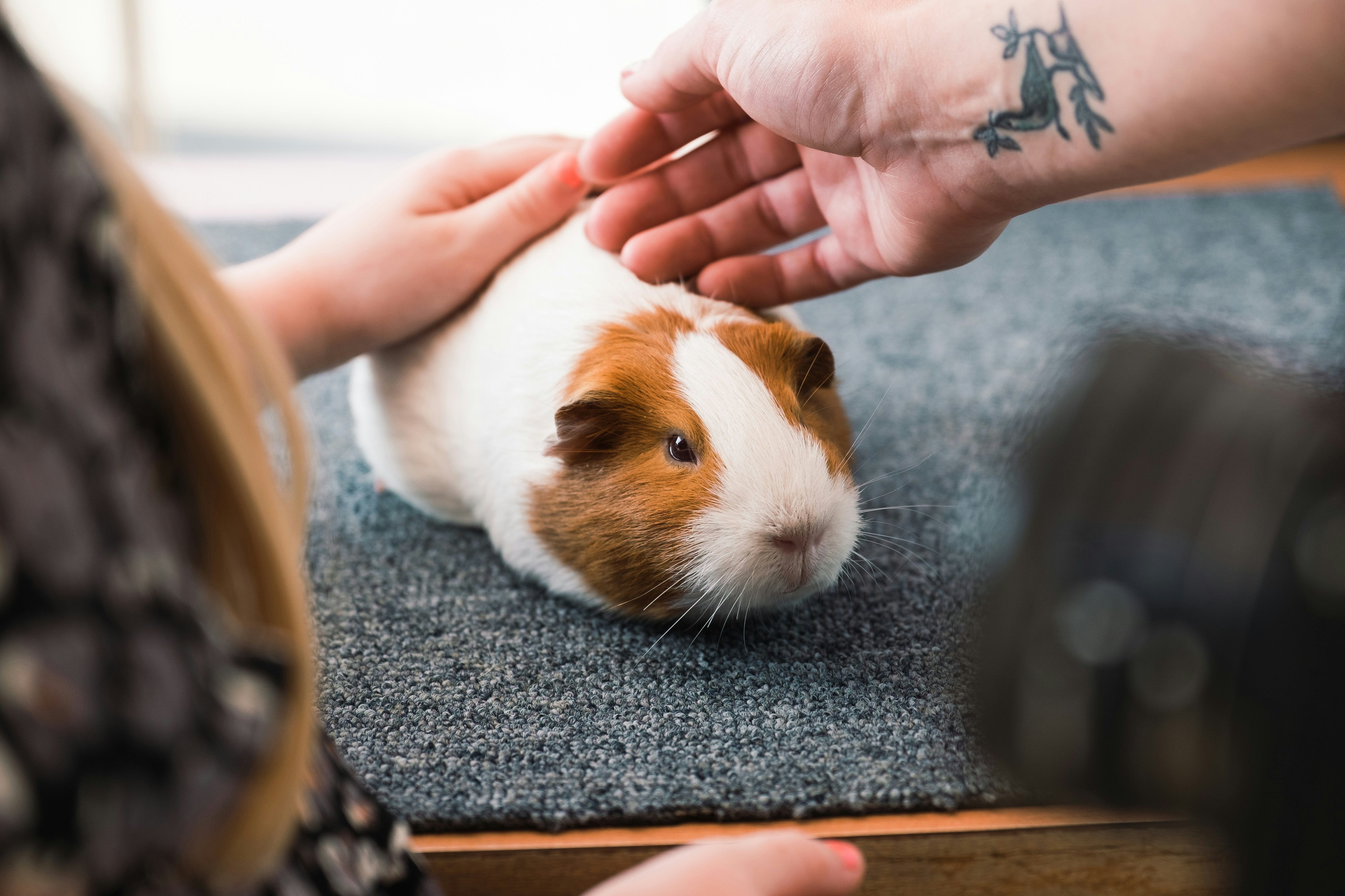 petting geuniepig